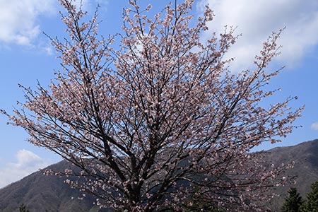 シダンゴ山の桜