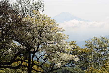 シロヤシオと富士山