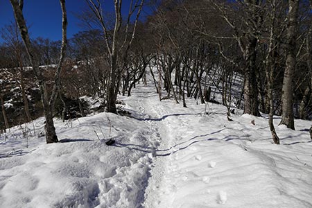 鍋割山稜の登山道