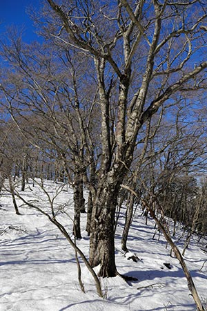 鍋割山稜のブナ林