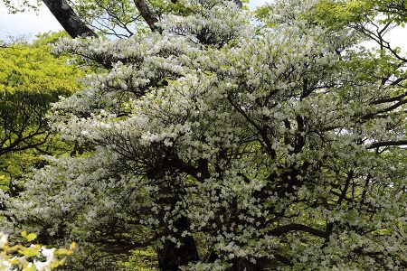 シロヤシオ満開