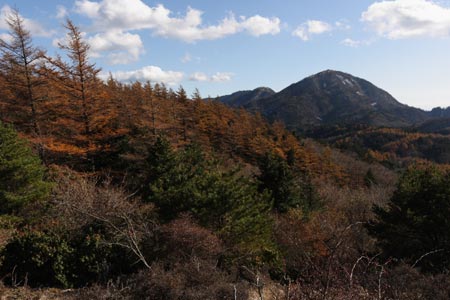 姫次のカラマツ林と蛭ヶ岳
