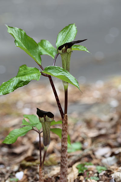 ヒトツバテンナンショウ（クロハシテンナンショウ）