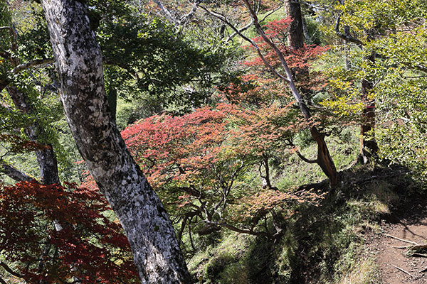 紅葉