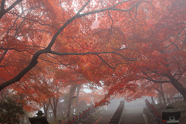 大山寺の紅葉