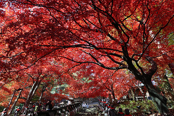 大山寺の紅葉