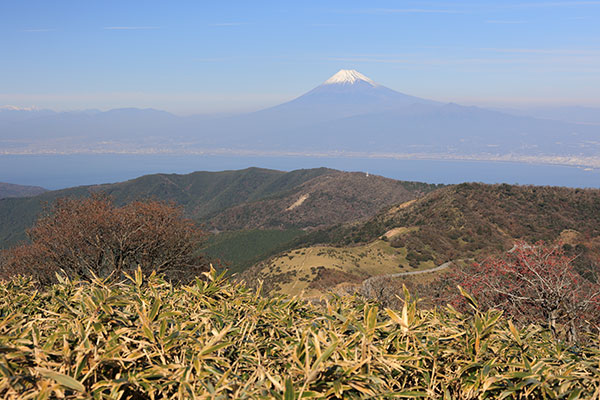 達磨山からの富士