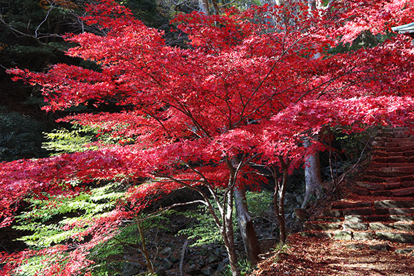 紅葉