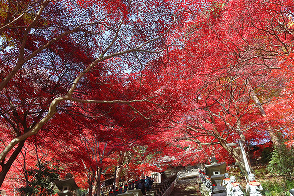 大山寺の紅葉
