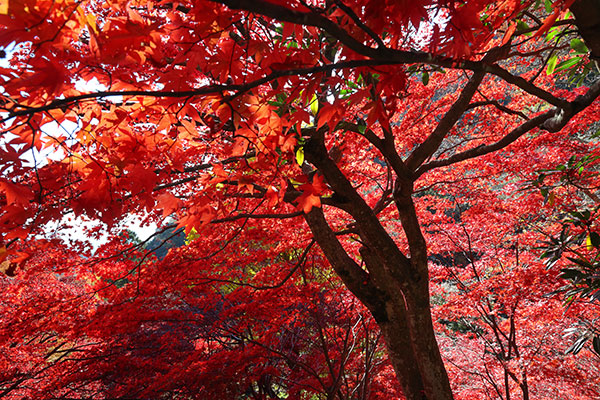 大山寺の紅葉
