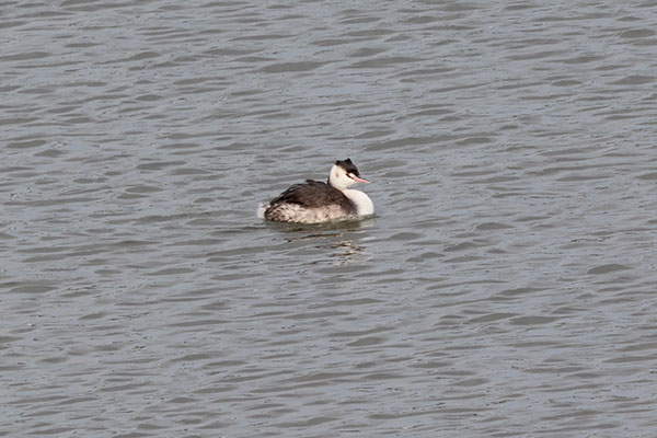 カンムリカイツブリ