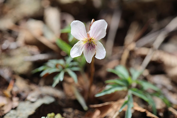 エイザンスミレ