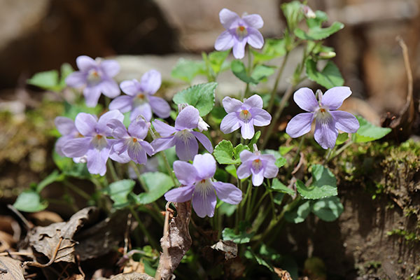 タチツボスミレ