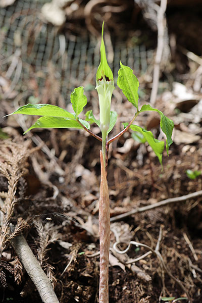 ヒトツバテンナンショウ