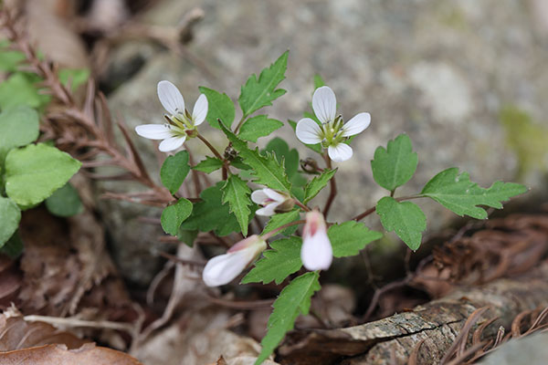 ミツバコンロンソウ