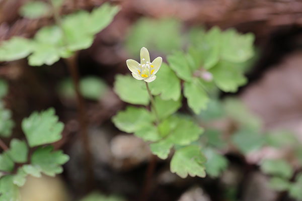 トウゴクサバノオ