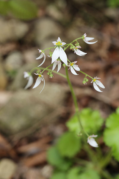 ハルユキノシタ