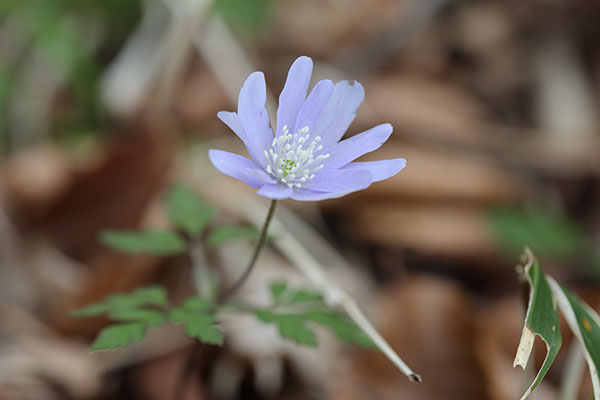 キクザキイチゲ