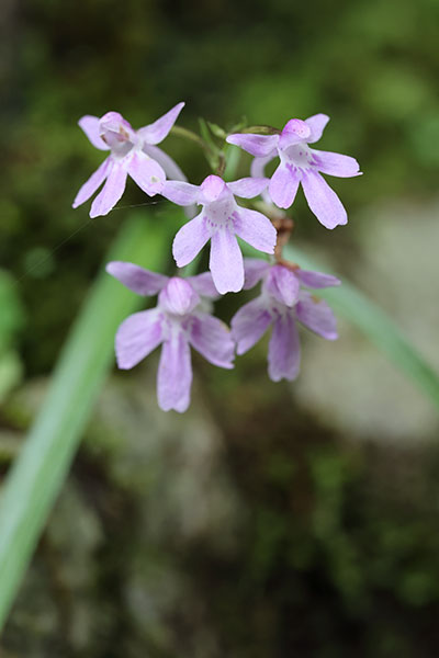 ウチョウラン