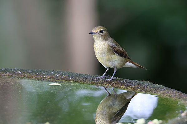 キビタキ